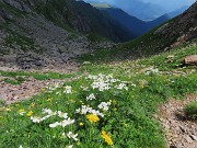 70 E ci godiamo ancora splendide diffuse fioriture